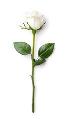 Obraz premium A single white flower rose, isolated white background