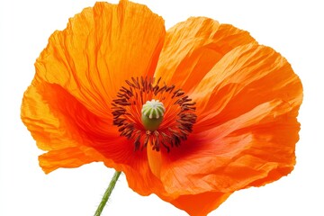 Vibrant Close-Up of a Poppy Flower