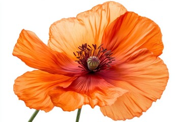 Vibrant Orange Poppy Flower Close-Up