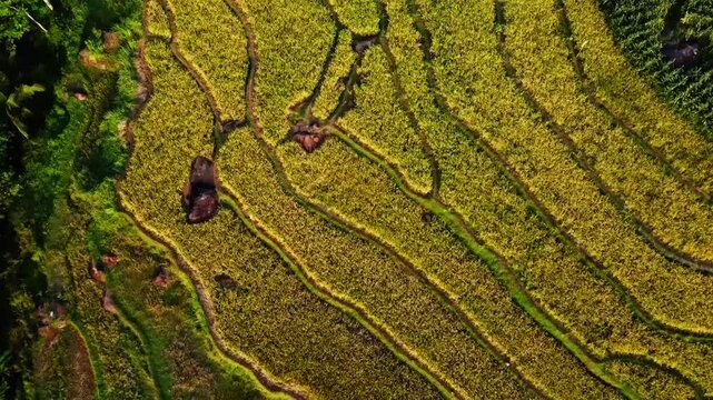  aerial panorama of agrarian rice fields landscape in the village of kendal Central Java, like a terraced rice fields in ubud Bali ASIA Indonesia