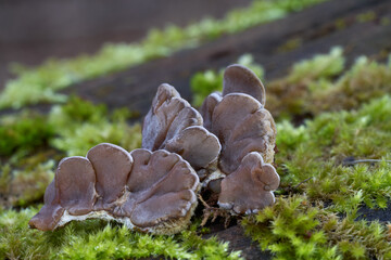 Auricularia mesenterica mushroom on the wood. Known as Tripe Fungus. Indible mushrooms in the deciduous forest.