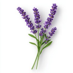 Naklejka premium Calming Lavender Sprigs on White Background