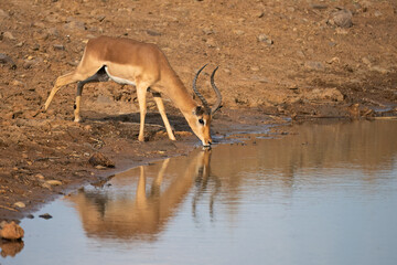 Impala ( Aepyceros melampus ) Pilanesberg Nature Reserve, , South Africa