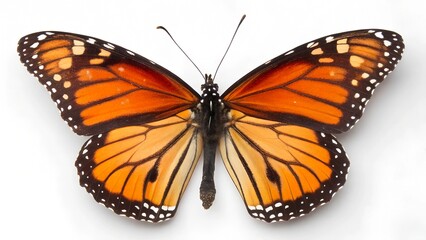 Fototapeta premium butterfly isolated on white background