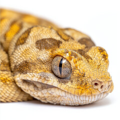 Obraz premium Close-up of a gecko's head, showing intricate scales and a striking eye.
