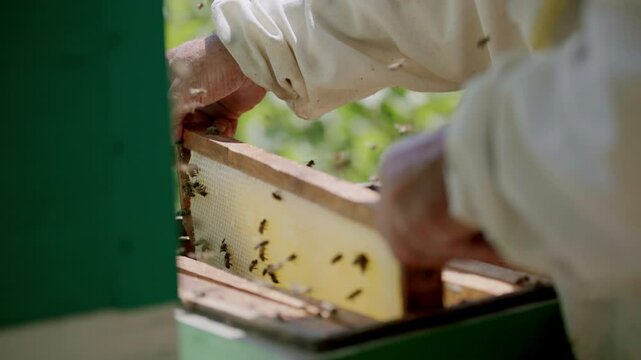 Man takes frame out of hive to view condition of bee colony