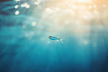 Fototapeta premium A solitary fish swimming gracefully in crystal-clear waters, illuminated by soft sunlight filtering through
