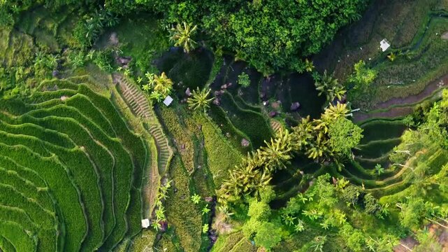  aerial panorama of agrarian rice fields landscape in the village of kendal Central Java, like a terraced rice fields in ubud Bali ASIA Indonesia