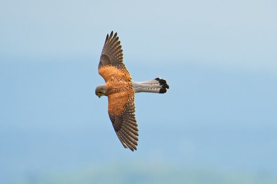 Turmfalke bei der Jagd