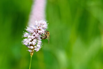 Schlangen-Knöterich mit Honigbiene