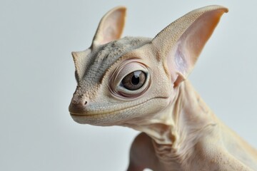 Adorable baby gecko with large ears.