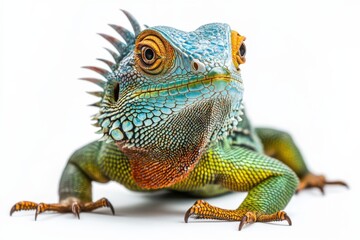 Fototapeta premium Vibrant Blue Iguana Close-Up