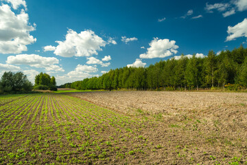 Young plants in the field and a forest on the horizon