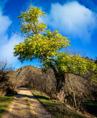 Trees and vegetation in autumn time at the road to the Parra dam on a sunny day.