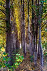 Otoño en las choperas del Cañón del rio Dulce