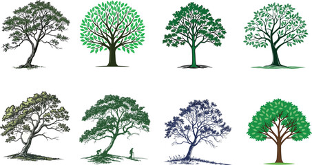 Obraz premium Detailed Tree Illustrations. Vector Drawings of Various Tree Species for Botanical and Ecological Projects.