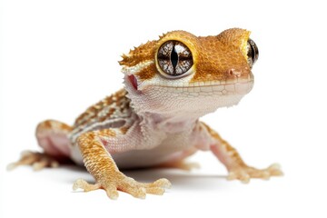 Adorable crested gecko portrait