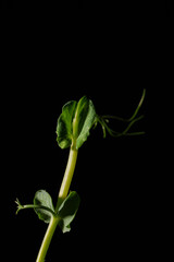 Pea sprout. Microgreens on a black background. Germinating peas for healthy nutrition. Place for text.