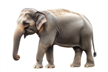 Obraz premium Young Asian elephant isolated on white