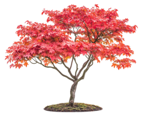 Japanese maple tree with fiery red leaves showcases stunning autumn colors, creating vibrant and picturesque scene. Its elegant branches and lush foliage evoke sense of tranquility and beauty