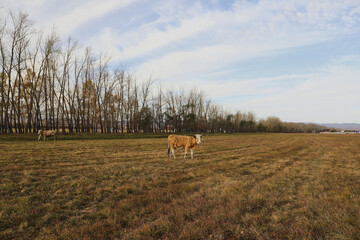 Portrait of a brown-white cow grazing on a meadow