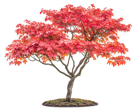Japanese maple tree with fiery red leaves showcases stunning autumn colors, creating vibrant and picturesque scene. Its elegant branches and lush foliage evoke sense of tranquility and beauty