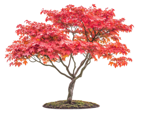 Japanese maple tree with fiery red leaves showcases stunning autumn colors, creating vibrant and picturesque scene. Its elegant branches and lush foliage evoke sense of tranquility and beauty