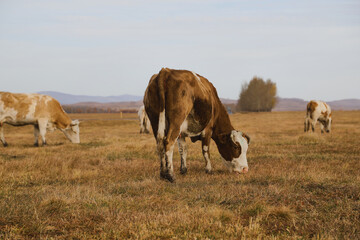 Portrait of a herd of cows grazing in a field