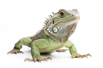 Fototapeta premium Green iguana posing against white background