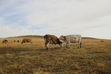 Portrait of a herd of cows grazing in a field