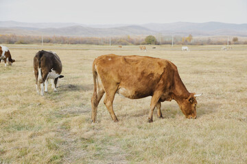 Portrait of a herd of cows grazing in a field
