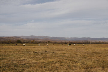 Obraz premium Portrait of a herd of cows grazing in a field