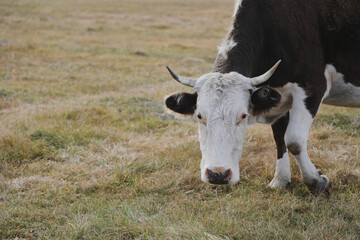 Portrait of a brown-white cow grazing on a meadow