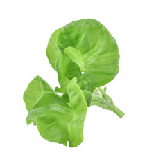 watercress transparent png