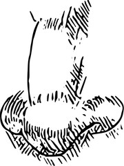 Nose Face part. Hand drawn vector isolated set. Nose Face part. Hand drawn vector isolated set.