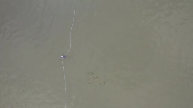 Aerial wiev. Drone video. Water bird, crested grebe, with its legs entangled in a fishing net in the Baltic Sea. Conflict between nature conservation and economic activity. 