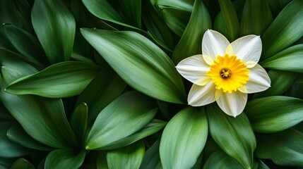 Obraz premium Single yellow daffodil surrounded by soft green leaves, symbolizing St. David's Day, with empty space for text on the right