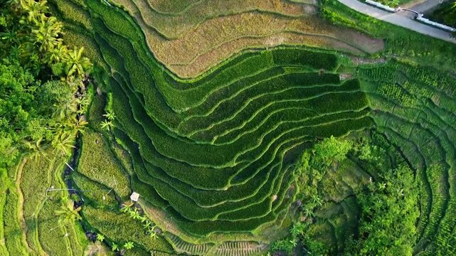  aerial panorama of agrarian rice fields landscape in the village of kendal Central Java, like a terraced rice fields in ubud Bali ASIA Indonesia