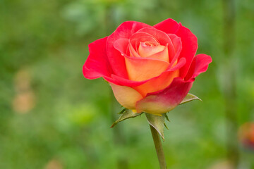 Elegant floribunda rose 