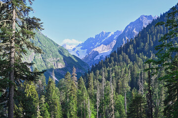 Coniferous forest in the Amanauz Gorge near Dombay