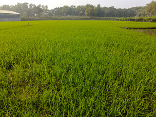 Rice field sunny day time for background Dawn on green wheat field