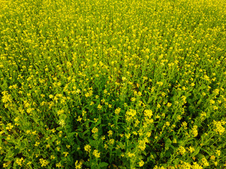Wild Mustard Flowers in a Countryside Meadow: A Scenic Photography of Nature's Beauty