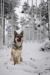 Naklejka premium dog in snow. dog in a snowy forest
