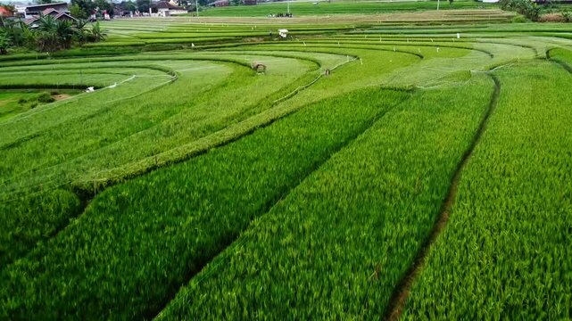  aerial panorama of agrarian rice fields landscape in the village of kendal Central Java, like a terraced rice fields in ubud Bali ASIA Indonesia
