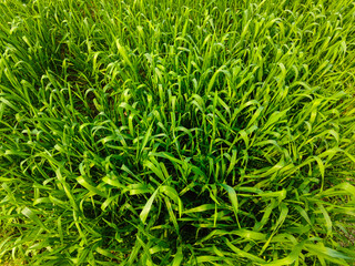 Rice field sunny day time for background Dawn on green wheat field