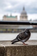 Pigeon in London, UK