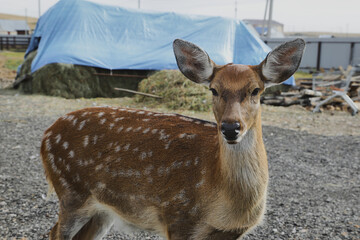 Portrait of a young female sika deer on a farm