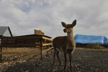 Portrait of a young female sika deer on a farm