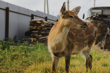 Portrait of a young female sika deer on a farm