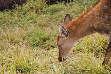 Portrait of a young female sika deer on a farm